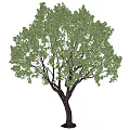 Lush Green Arbor With Dense Foliage And Strong Trunk For Landscape Design