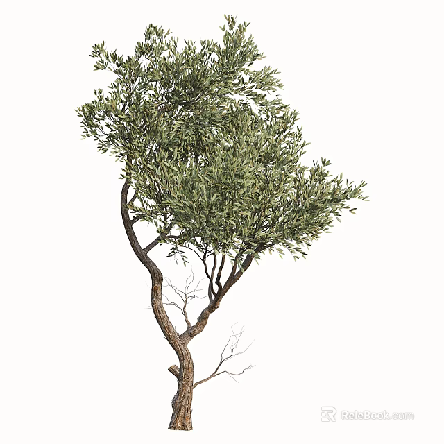 Tall Arbor Tree With Thick Brown Trunk Lush Green Leaves And Natural Branches 3d model 