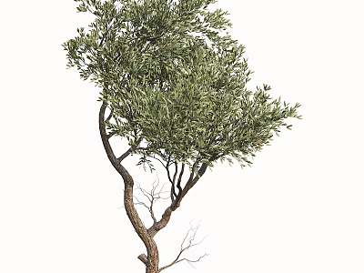Tall Arbor Tree With Thick Brown Trunk Lush Green Leaves And Natural Branches 3d model