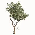 Tall Arbor Tree With Thick Brown Trunk Lush Green Leaves And Natural Branches