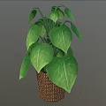 Houseplant with Large Broad Green Leaves and Distinct Veins in Brown Woven Basket