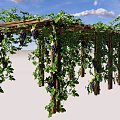 Wooden Pergola Covered With Green Vines And Purple Grapes In Garden