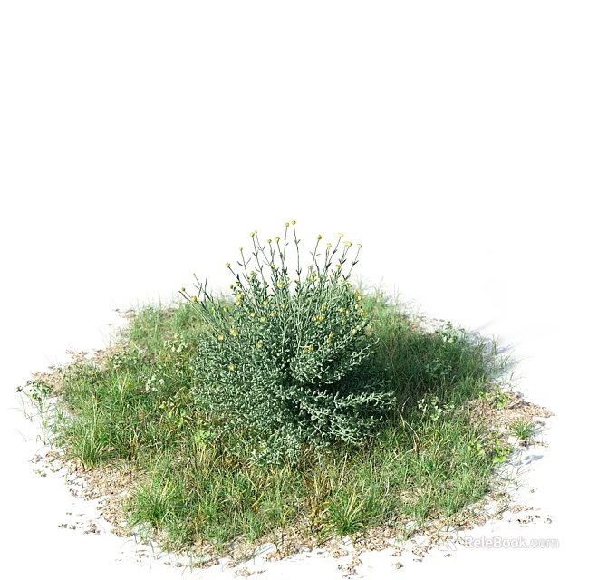 Green Grass With Yellow Flowers And White Small Blooms In Natural Setting 3d model 