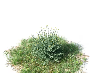 Green Grass With Yellow Flowers And White Small Blooms In Natural Setting 3d model