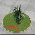 Green Grass Like Plants With White Flower Spikes On Circular Green Surface