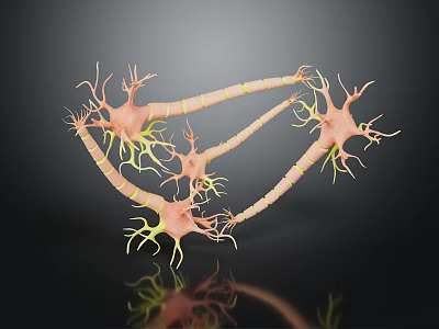 Human Skin Organ Microscopic View Displaying Hair Follicles and Dermal Structures 3d model