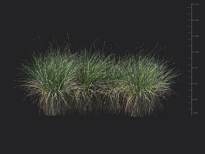 Three Lush Green Herbaceous Plant Clumps with Dense Foliage on Black Background 3d model