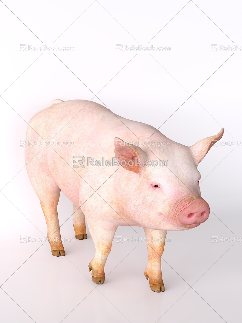 pig livestock 3d model