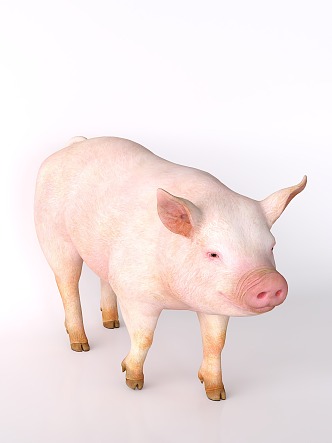 pig livestock 3d model