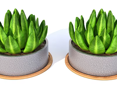 Bonsai Potted Plants with Green Succulent Leaves in Gray Pots and Wooden Saucers 3d model