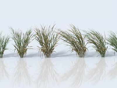 Crop Plants With Green Leaves Arranged Neatly On White Background With Reflections 3d model