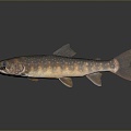 Catfish Carp Sturgeon Bass Freshwater Fish Various Carp Grass Carp Crucian Carp 3d model