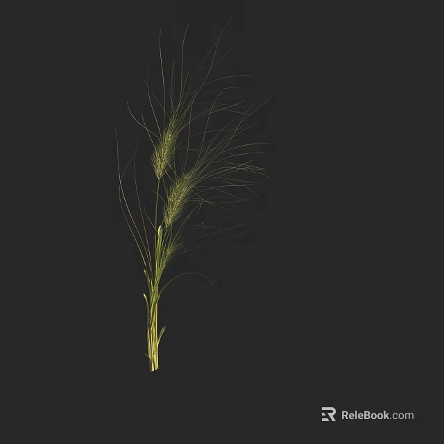 Green Wheat Plant With Long Whiskers And Green Stem On Black Background 3d model 