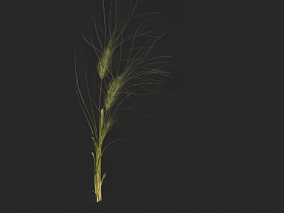 Green Wheat Plant With Long Whiskers And Green Stem On Black Background 3d model