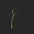 Green Wheat Plant With Long Whiskers And Green Stem On Black Background