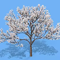 Lush White Flowering Shrub With Dense Branches And Shadow Against Blue Sky
