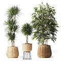 Various Indoor Potted Plants With Green Foliage In Wicker Baskets And Metal Stands