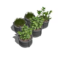 Lush Green Bonsai Potted Plants In Multiple Gray Decorative Pots 3d model