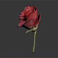 Red Rose With Vibrant Petals And Green Stem On Gray Background