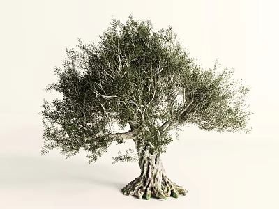 Olive Tree With Lush Green Foliage Textured Trunk And Exposed Roots 3d model