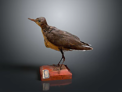 Vintage Bird Taxidermy Specimen Standing On Red Wooden Base With Label 3d model