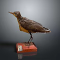 Vintage Bird Taxidermy Specimen Standing On Red Wooden Base With Label