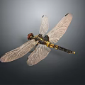 Detailed Decorative Dragonfly Model With Transparent Wings Red Head And Black Yellow Body