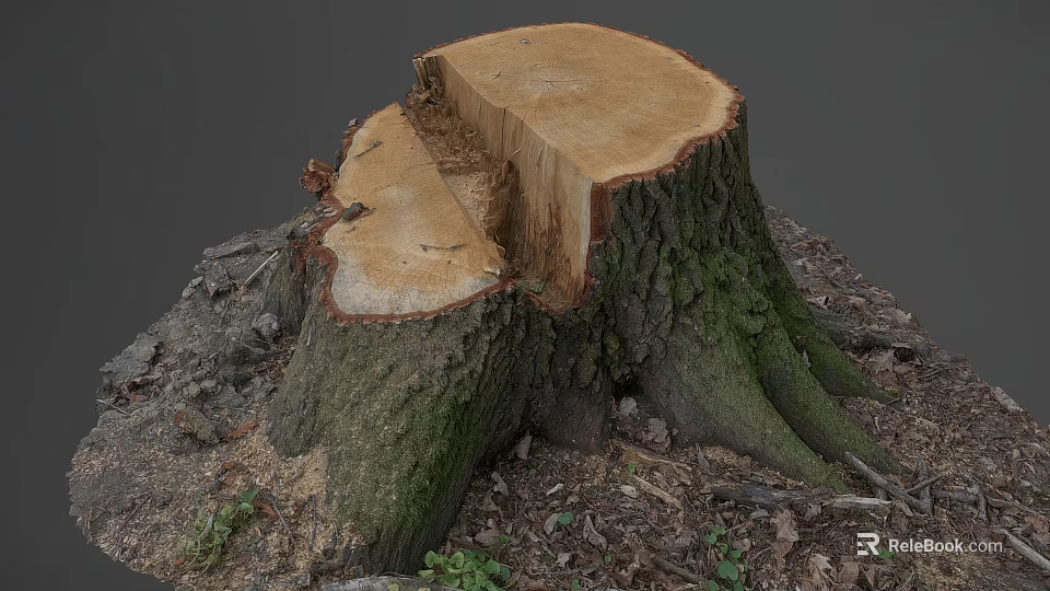 Arbor Tree Stump Showing Cut Surface Exposed Roots And Wooden Texture In Natural Environment 3d model 