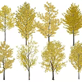Beautiful Autumn Trees With Yellow Leaves And Natural Trunks In Outdoor Landscape