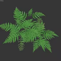 Green Fern Plant With Lush Feathery Fronds And Fresh Green Foliage