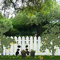 Blooming Flower Pots And Lemon Trees By White Picket Fence In Green Garden
