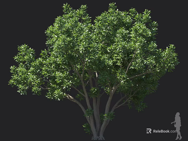 Lush Green Arbor With Multiple Trunks And Dense Foliage In Natural Environment 3d model