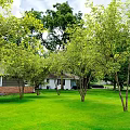 Ornamental Garden Trees in Green and Orange Hues with Human Silhouette for Scale