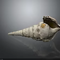 Natural Spiral Conch Shell With Grayish White Texture And Open Mouth 3d model