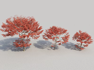 Three Red Leaf Trees Displaying Lush Foliage In White Background Scene 3d model