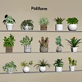 Various Potted Plants Arranged In Decorative Pots On Multiple Wall Shelves Indoor