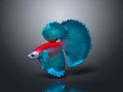 Betta Fish With Vibrant Red Body And Flowing Blue Fins Against Dark Background With Reflection 3d model