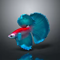 Betta Fish With Vibrant Red Body And Flowing Blue Fins Against Dark Background With Reflection