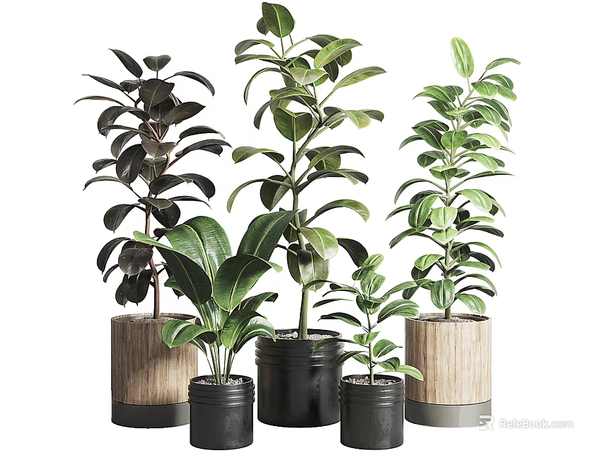 Bonsai Potted Plants with Lush Green Leaves in Wooden and Black Pots for Indoor Decor 3d model 