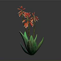 Green Aloe Plant With Red Flowers Blooming On Gray Studio Background