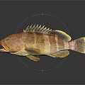 Vibrant Brown And Yellow Striped Aquatic Fish With Fins And Reflection On Dark Background