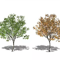Modern Tree Landscape Tree 3d model