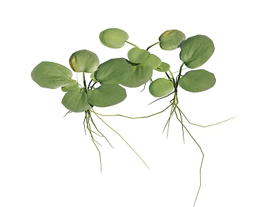 Aquatic Plants With Green Round Leaves And Long Submerged Roots 3d model