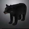 Black Bear Standing in Natural Posture with Thick Fur and Detailed Features