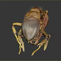 Detailed Close Up Of Brown Ant Showing Legs Antennae On Dark Reflective Background