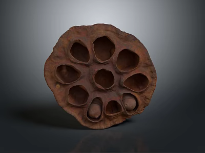 Natural Dried Lotus Seed Pod With Edible Seeds And Healthy Food Texture 3d model