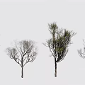 Five Arbor Varieties With Diverse Branch Foliage On White Background 3d model