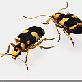 Two Reptiles With Black And Yellow Patterns And Long Legs On White Background