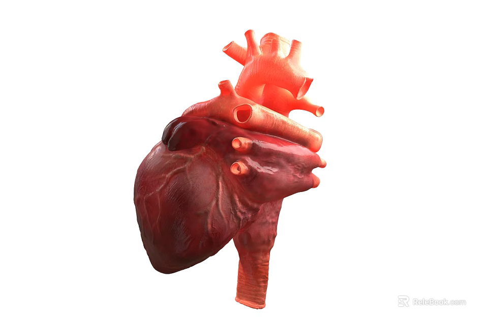 Human Heart Anatomical Structure as Chest Organ Detailed 3D Rendering View 3d model 