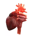 Human Heart Anatomical Structure as Chest Organ Detailed 3D Rendering View
